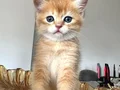 GOLDEN NY11 BRİTİSH SHORTHAİR YAVRUSU 