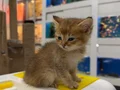 GOLDEN NY11 BRİTİSH SHORTHAİR YAVRUSU 