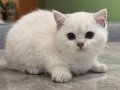 A KALİTE BRİTİSH SHORTHAİR YAVRULARI 