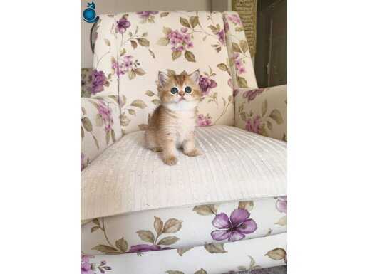 Safkan anne altından goldenler
