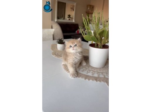 Anne altından teslime hazır erkek dişi