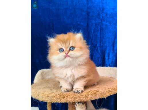 Ev ortamında Safkan şecereli anne babadan