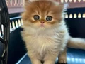 Izmir guzeli gold longhair bebekler