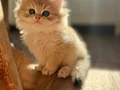 Izmir guzeli gold longhair bebekler