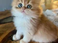 Izmir guzeli gold longhair bebekler