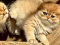 Izmir guzeli gold longhair bebekler