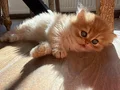 Izmir guzeli gold longhair bebekler