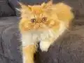 doll face muhtaşam kalite iran kedisi