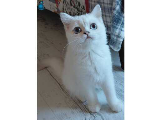 Champyon atalardan çocuklar