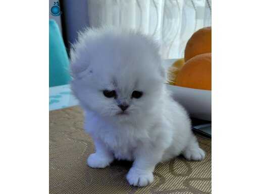 Champyon atalardan bebekler