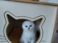 Champyon Atalar dan Bebekler