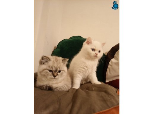 British shorthair erkek yavrular