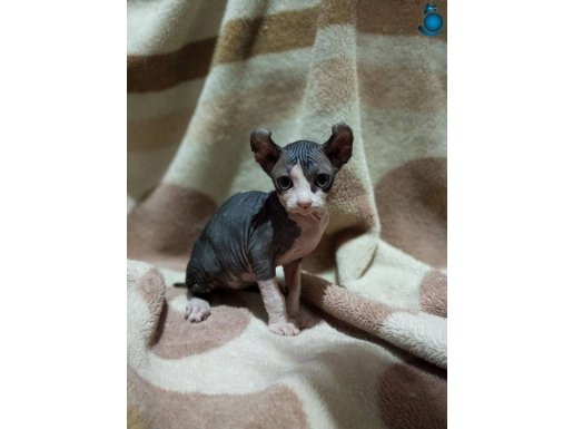 Safkan Elf Sphynx Yavrular