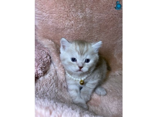 Sevgililer Gününde Ailemizle Olmak İstiyoruz