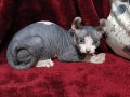 ♡Safkan Elf Sphynx Yavrular♡