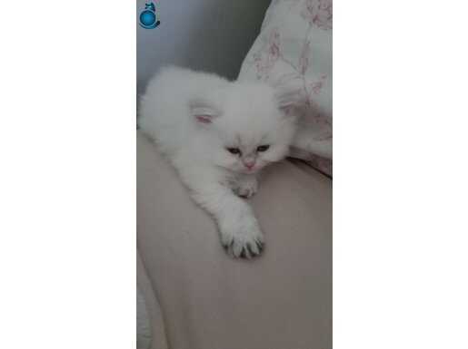 Show kalite kardeşler 