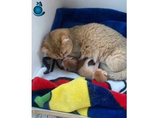 Star Safkan british shorthair ödüllü kedi ve yavrular