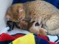 Star Safkan british shorthair ödüllü kedi ve yavrular