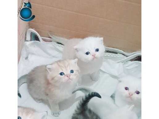 Safkan scottish fold yavrularim
