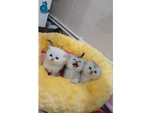 Safkan scottish erkek kardeşler 