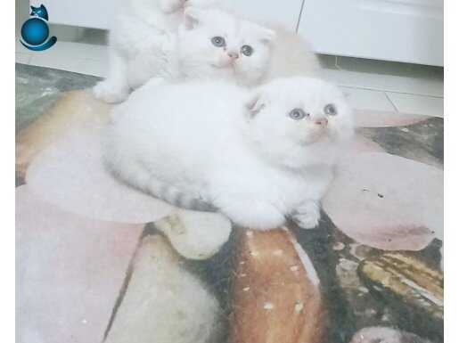 Safkan top kafa scottish fold erkek