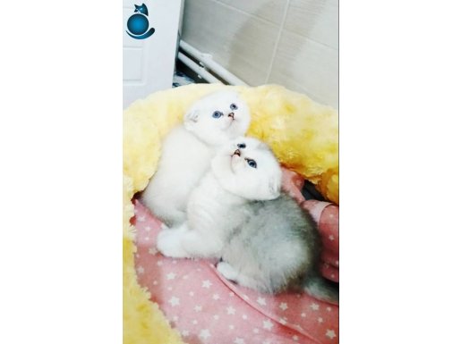 Top kafa scottish fold erkekler