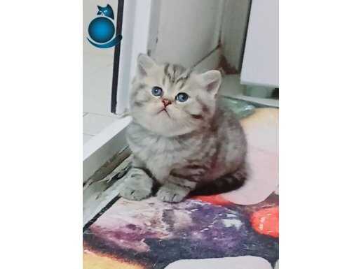 British Top kafa safkan erkek