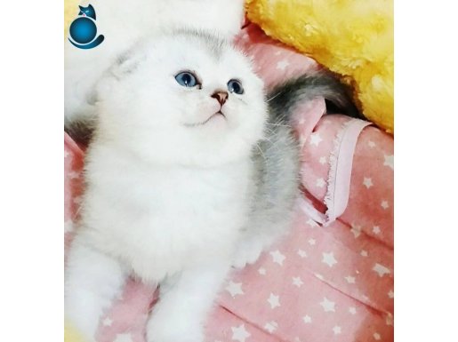 En irisinden en cana yakınından top kafa erkek