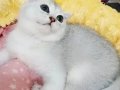 Scottish fold erkek yavrumuz 