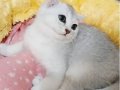 Scottish fold erkek yavrumuz 