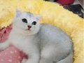 Scottish fold erkek yavrumuz 