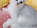 Scottish fold erkek yavrumuz 