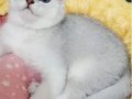 Scottish fold erkek yavrumuz 