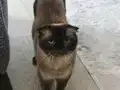 3 yaşında dişi kısır değil izmir