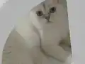 6 aylik erkek kısır değil 