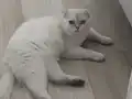 6 aylik erkek kısır değil 