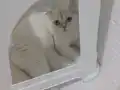 6 aylik erkek kısır değil 