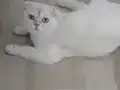 6 aylik erkek kısır değil 