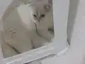 6 aylik erkek kısır değil 