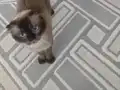 3 yaşında dişi kısır değil izmir