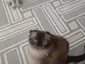 3 yaşında dişi kısır değil izmir