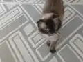 3 yaşında dişi kısır değil izmir