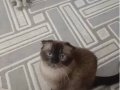 3 yaşında dişi 