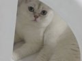 7 aylık kar beyaz erkek scottish fold 