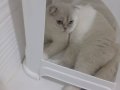 7 aylık kar beyaz erkek scottish fold 
