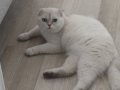 7 aylık kar beyaz erkek scottish fold 