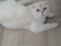 7 aylık kar beyaz erkek scottish fold 