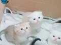 Safkan scottish fold yavrularim