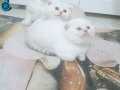 Safkan top kafa scottish fold  erkek