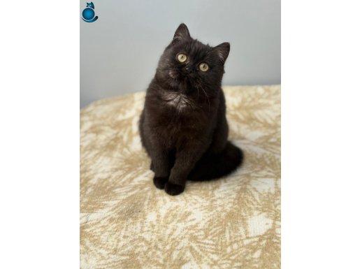British shorthair yavrular teslime hazır!!